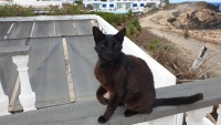 Eine Katze hat uns besucht.